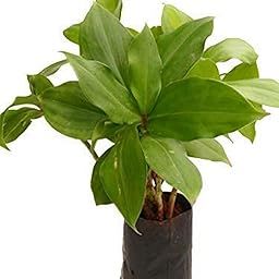 Creative Farmer Herbs Care Insulin-Costus Igneus,Medicinal Herble Live Plant B-image-45