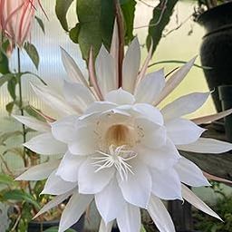 Brahma Kamal plant Night Blooming Epiphyllum Bhrahmakamal Live Plant, White Flowering Cactus, Indoor Garden Plant pack of 1(Saussurea obvallata plant)-image-8