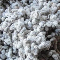 NPPV ORGANICS NATURAL COTTON SEEDS 100% PURE AND ORGANICS (100 G)-17