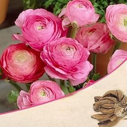 Mphmi Seedless Plant Flower Bulbs Plants Ranunculus (Pink) - Bulbs (set of 5)-image-114