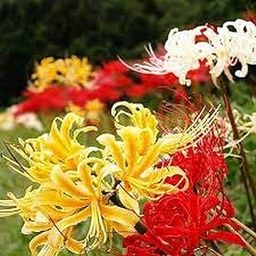 Spider Lily Flower Bulb-Pack of 10 Bulbs-image-41