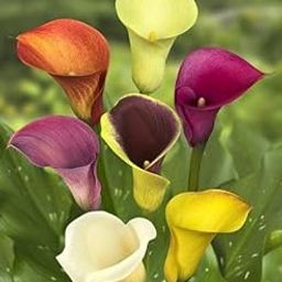 SVG® Flower Bulbs Imported Flower Bulbs Collections pack of 5 (calla lily mixed)-image-5