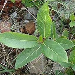 PlantaZee Plants Live Gular/Gooler/Cluster Fig/Ficus Racemosa Delicious Fruit Plant for Garden - Healthy Live 1 Plant-image-50