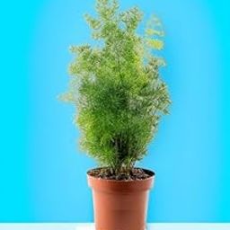 Indoor plants for bedroom window,Live Golden Bottle Brush Plant Pack of 1 Live plant-image-115
