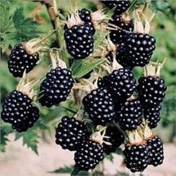 Grun BlackBerry Fruit High Yield Hybrid Rare Tropical Fruit Live Plant-picture-21