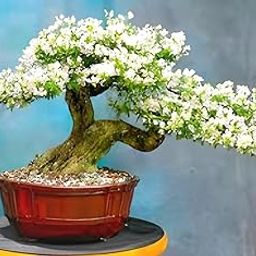 PAJUSDYASI-Beautiful Vietnamese White Bluebell Bonsai Flower plant Tree || For Home Garden Flower Plant.-image-77