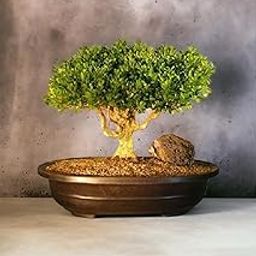 Ficus bonsai plant big, Kamini bonsai Oxygen Live Plant For Indoor Home Dacoration With Pot (Pack of 1)-image-119