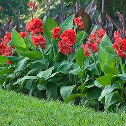 Generic Red Canna Lily Bulbs, Garden Flowering Plant Seeds, Pack of 10-image-4