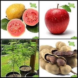 Creative Farmer All Season Seeds Combo Fruit : Psidium Guava, Apple, Murraya Koenigii, Sweet Tamarind Tree Seeds Fruit Seeds For Home Garden-picture-21