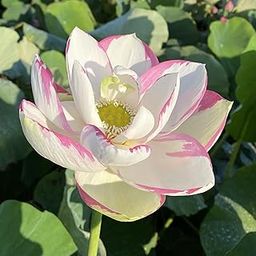 Hybrid Japanese lotus Aquatic Plant Lotus Seeds Nelumbo nucifera ‘Empress’ Lotus 20 Seeds-11