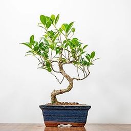 Bonsai Live Plant - 5 Years Old Ficus Bonsai Tree In White Ceramic Pot, Unique Bonsai Plants for Home Indoor, Bonsai Plant Gifting | Height: 25-30cm-image-22