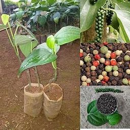Golden Bloom Black Pepper Plant Air Layering, Black Pepper Panniyur 1" Black Pepper Spice Plant (Piper Nigrum) 1 Live Plant-image-47