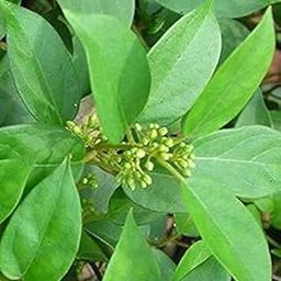 Kapebonavista® Gurmar Gudmari Meshashringi Medhasingi Gymnema Sylvestre Living Plant in Poly Bag (Green)-image-9