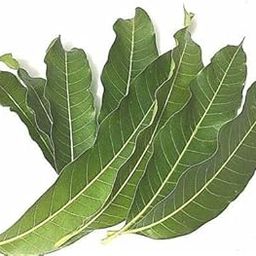 Fresh Mango Leaves-image-4