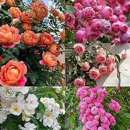 Aiden Gardens Rare Imported Mixed Climbing Rose Seeds Perennial Super Fragrance Rose flower Seeds Pack of (40)-image-13