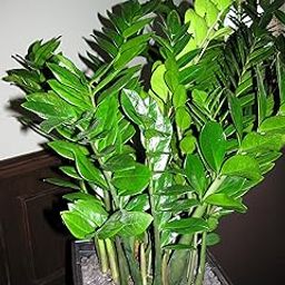TENDER LEAVES Indoor Live ZZ Plant (Zamioculcas zamiifolia) Indoor Plants For Home Decor Live Plant Indoor Plants For Living Room1Heathy Plant In Grow-Bag.-image-10