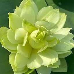 ALOCHUZ Water Lily Lotus S Flower Tuber GREEN APPLE LOTUSE TUBER//OUDOOR & INDOOR (PACK OF 1 TUBER)-image-65