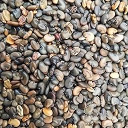 TeTeAre Sanappu Seed/Crotalaria Juncea/Green Manure Seed for Cultivation/ சணம்பு விதை / "Pang ke Beej"/Sun Hemp Boosting Soil Health and Crop Yields(pack of) (800gm)-image-1