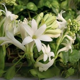 Minarvo Tuberose/Rajanigandha Flower Bulbs | fragrance double petal | Imported Seeds & Bulbs | Fresh bulb | Indoor outdoor Home Decor | Pack of 10 Bulbs-image-21