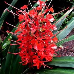Hedychium/ginger lily flower bulbs for all season flower bulbs pack of 3 bulbs (Red) 100% germination flower bulbs by PLANTOGALLERY-8