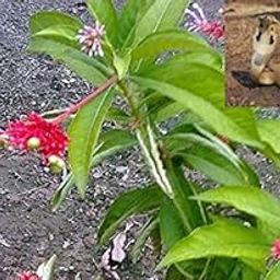 Creative Farmer Sarpa Sughandhi (Snake Repellent Plant) Garden Plant(1 Healthy Live-image-56