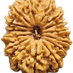 BluDiamond 15 Mukhi Rudraksha Original Certified Nepali 15 मुखी रुद्राक्ष 25mm 15 Face Rudraksha Beeds Natural Fifteen Mukhi Rudraksha पंद्रह मुखी Pandrah Mukhi Rudraksh Blessing Pashupati For Jap Puja Fifteen Face Rudraksha Pendent-picture-16