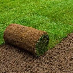 Korean grass seeds || Seeds for korean grass || Number of seeds 6700-image-38