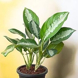 Mphmi Nurseryplant Aglaonema Jubilee Petite - Plant-image-94