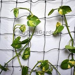 MyOwnGarden Plant Climber Net for Plants Creeper Net (3x6 FEET Pack of 5)-28