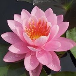 Water Lily Light Pink - Aquatic Plants-11