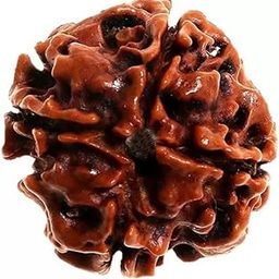 4 mukhi Rudraksha Original bead Certified,Quality Pure 4 Mukhi Rudraksha four Face Chaturmukhi Rudraksha Pendant Chaarmukhee Rudraksha bead-image-5
