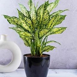 Aglaonema Snow White Chinese Evergreen Indoor Plant With Air Purifying Abilities (Pack of 1)_F5-image-12