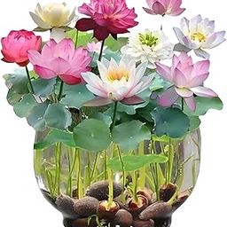 100% Japanese Rain bow Lotus Flower Seeds, Dwarf Rainbow Flower Seed, Rainbow Lotus Flower Seeds for Home Decor Kamal Gatta Seed, Home Gardening (30 Piece)-image-81