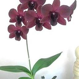 Babylon Blooms Exotic Dendrobium Dark Red-24