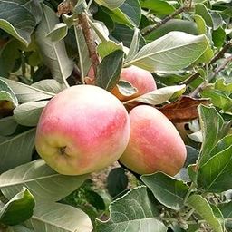 Super Dwarf Anna Apple Tree & Plant Grafted Healthy Live Plant, Pack of 1-image-15