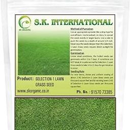 SK Organic Selection 1 Lawn (Doob) Grass seeds for Garden and Farmhouse (100 gms)-image-5