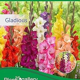 Flower Gladiolus Beautiful Flower pack of 5 bulbs by Plantogallery-image-49
