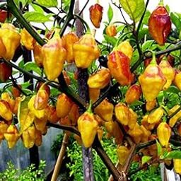 Rare Bolivian Bumpy F5 Pepper 12 Seeds-image-42