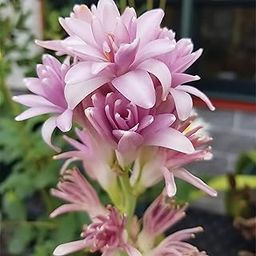 M-Tech Gardens Tuberose (Rajanigandha) Flower Bulbs - Pink Colour, Multi Petal Variety, Medium Size, Pack of 5 Bulbs, Fragrant & Elegant Blooms for Garden, Indoor & Outdoor Planting-image-35