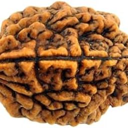 Astro Cart Natural 2 Mukhi Rudraksha Nepali Two Mukhi Rudraksha Original Certified By Lab दो मुखी रुद्राक्ष 2 Face Rudraksha Bead Original Certified Do Mukhi Rudraksh 2 मुखी रुद्राक्ष नेपाल For Unisex-image-94