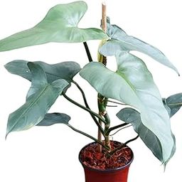 NATURE SENSE Philodendron Hastatum Silver Sword Good Luck Indoor Live Plant for Home & Garden - 1pc-26