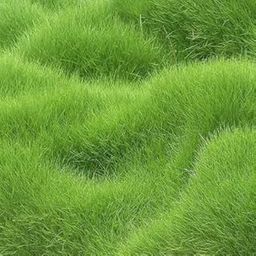 SeeGreen Lawn grass seeds for home garden,fresh original seeds,100% germination with in 25 days,pack of 5000-image-37