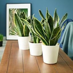 NEW DEBNATH NURSERY` Best Air Purifier Indoor Plants for Home - Snake Plant RE654-image-17