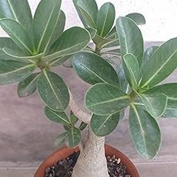 Grin Heaven Nursery, Adenium Arabicum Live Plant With Pot-image-91
