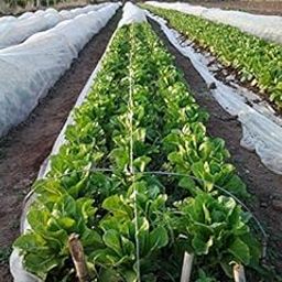 Siddhi Crop Cover 5.25 Feet - (1.6 Meter X 400Meter X 23 GSM Protection Cover Non-Woven Fabric Plant Cover (23 GSM Crop Guard)-picture-26