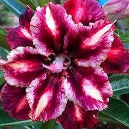 Creative Farmer Bonsai Live Plant Lighting Purple Desert Rose Adenium Obesum Dwarf Plants For Home Garden (Desert Rose) Impala Lily Easy To Maintain (1 Live Bonsai Plant)_PLANT-93-ADENIUM853ll@-image-24