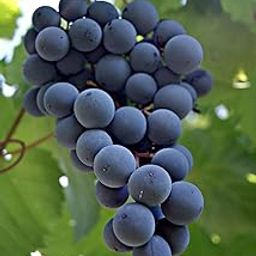 Black Grape Live Plant, Sweet Seedless Premium Hybrid Variety, Home Garden Fruit Tree-image-99
