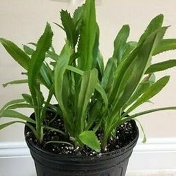 Mexican plant,African Malli,Culantro, Long coriander, Mexican coriander-medicinal plant 1 healthy Live plant, with pot,-image-82