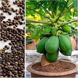 Red Lady Papaya Seeds, Fresh Tropical Fruit Plant Seeds for Growing, Garden and Cultivation (300 seeds)-image-63