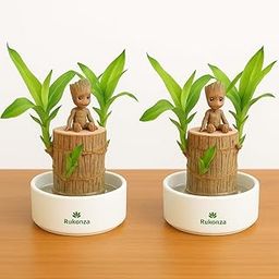 Rukonza Brazilian Lucky Wood Live Bamboo Plant - Pack of 2 (Height 18–20 cm) Indoor Plant for Home and Office Decor, Lucky Plant for Indian Homes (Pot not Included, Pack of 2)-image-69